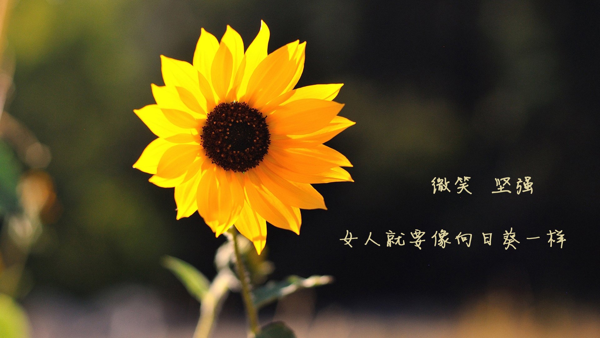 世俱杯决赛-伯恩利-闷平富勒姆，客场未能把握机会保持不败，伯恩利对富勒姆聚胜顽球汇