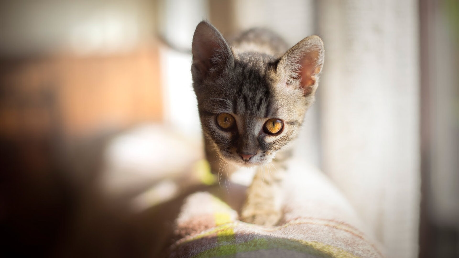 高校体育专业课程体系改革创新研究，高校体育改革发展趋势