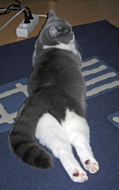 青少年体育运动心理素质测评体系构建，青少年运动员心理训练