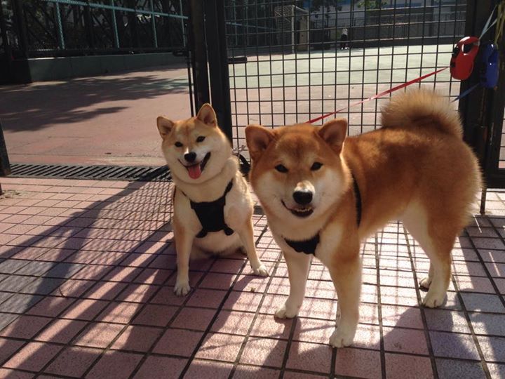 高校体育赛事数据智能分析系统研究，体育比赛大数据分析