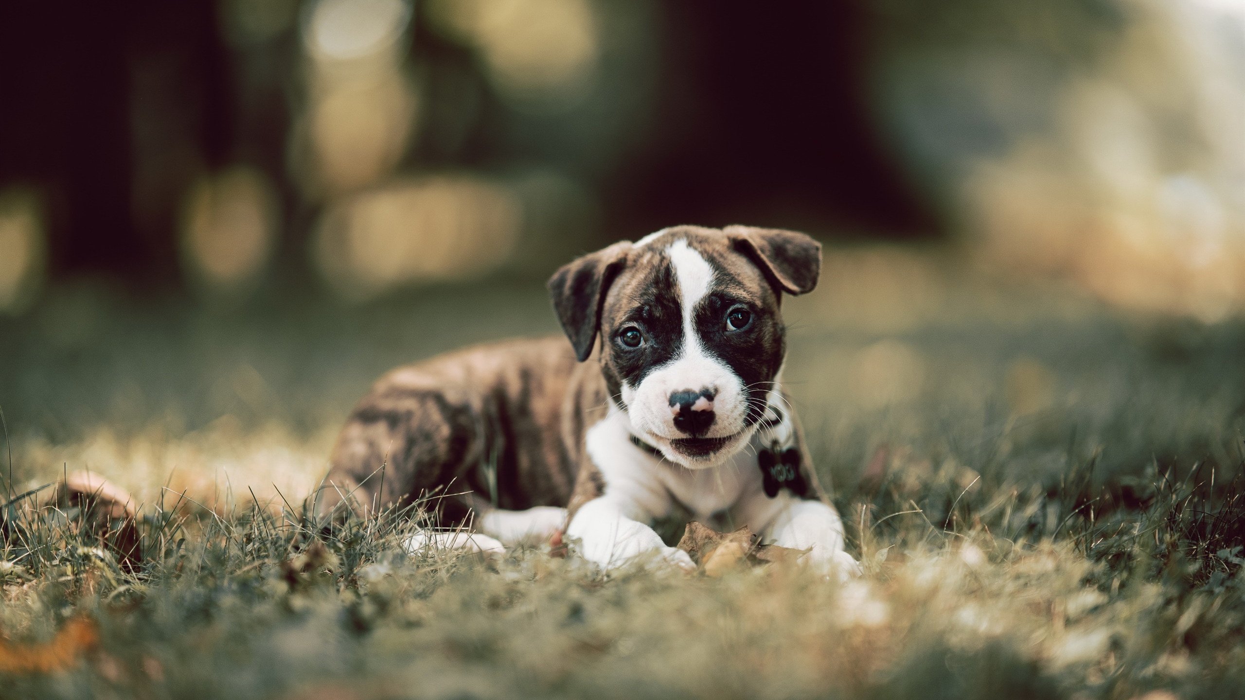 中国男篮外线防守效率提升，中国男篮内线