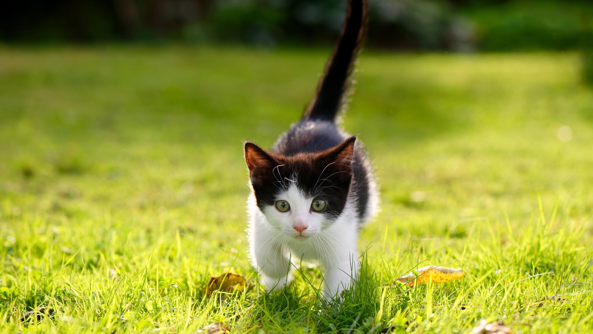 国际体育仲裁机构裁定重要禁赛案件，国际体育仲裁机构裁定重要禁赛案件有哪些