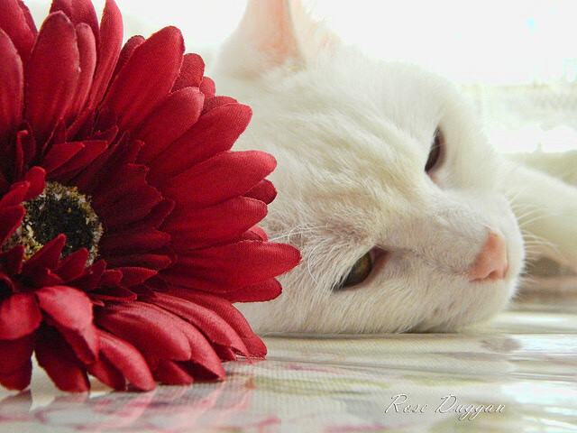 国际体育仲裁机构裁定重要禁赛案件，国际体育仲裁机构裁定重要禁赛案件有哪些